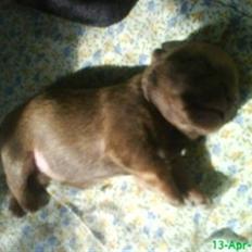 Blanding af racer Yrsa