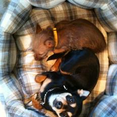 Blanding af racer Yrsa