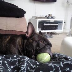 Fransk bulldog Bella