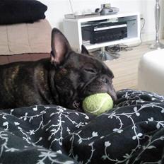 Fransk bulldog Bella