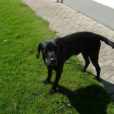 Labrador retriever Simba [himmelhund]