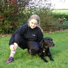 Labrador retriever Simba [himmelhund]