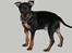 Dvaergpinscher King (2003 - 2016)