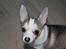 Chihuahua Ravns Cosmo R.I.P