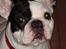 Fransk bulldog Josie R.I.P