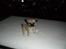 Blanding af racer Nala