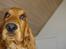 Cocker spaniel Balou