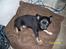 Chihuahua Oliver (SOLGT)