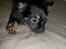 Chihuahua Oliver (SOLGT)