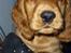 Cocker spaniel Balou