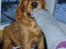 Cocker spaniel Balou