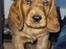 Cocker spaniel Balou