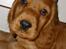 Cocker spaniel Balou
