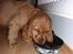 Cocker spaniel Balou