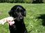 Labrador retriever Maggie