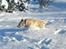 Blanding af racer Gizmo (Golden/labrador) - Jubiii... sne, sne og atter sne