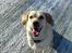 Blanding af racer Gizmo (Golden/labrador) - Er jeg ikke bare bedårende?