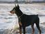Dobermann Tyson