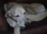 Blanding af racer Balou R.I.P.