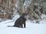 Labrador retriever KASJA * Solgt d.19 - 02 - 2012* - Kasja i sneen! :-D  HUN ELSKER DET! 