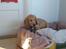 Cocker spaniel Wilma I: -  da hun var lille hvalp