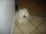 Coton de tulear Anton