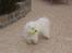 Coton de tulear Anton