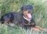 Rottweiler Bumle " Teqila " - Ude ved klint strand