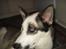 Blanding af racer chiko