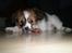 Papillon Aslan