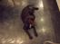 Labrador retriever Thor