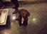 Labrador retriever Thor