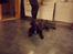 Labrador retriever Thor