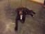 Labrador retriever Thor