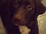 Labrador retriever Thor - tak for i så med:D