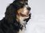 Cocker spaniel Aslan - Billede 13 - Den stolte Aslan Løvernes konge Vinter 2010