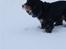 Cocker spaniel Aslan - Billede 14 - Aslan med sne på næsen :) Vinter 2010