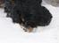 Cocker spaniel Aslan - Billede 15 - Aslan dykker i sne Vinter 2010