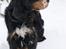 Cocker spaniel Aslan - Billede 16 - Aslan kigger ud i det smukke vintervejr Vinter 2010