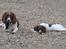 Engelsk springer spaniel Daco