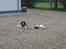 Engelsk springer spaniel Daco