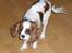 Cavalier king charles spaniel Jessica <3 Min Engel<3