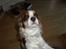Cavalier king charles spaniel Jessica <3 Min Engel<3