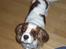 Cavalier king charles spaniel Jessica <3 Min Engel<3