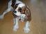 Cavalier king charles spaniel Jessica <3 Min Engel<3