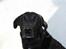 Blanding af racer Kenzo <3 - Min smukke hund<3 :D Billede taget af mig :D