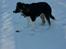 Border collie Bella