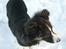 Border collie Bella