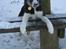 Border collie Bella