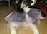 Border collie Bella